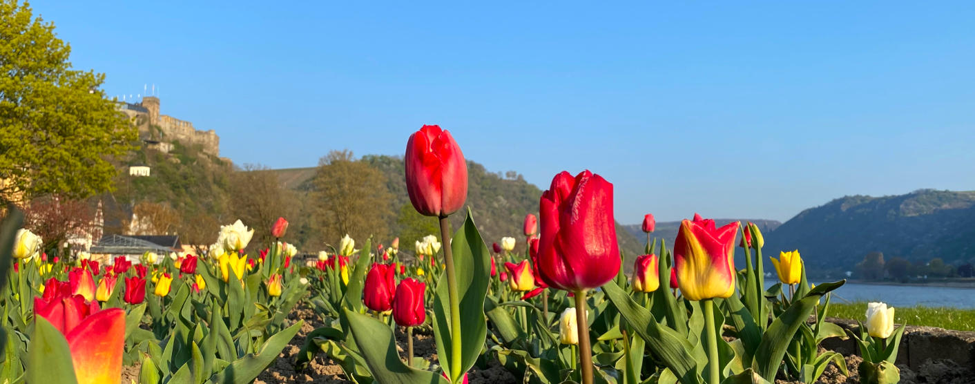 Tulpen aus St. Goar